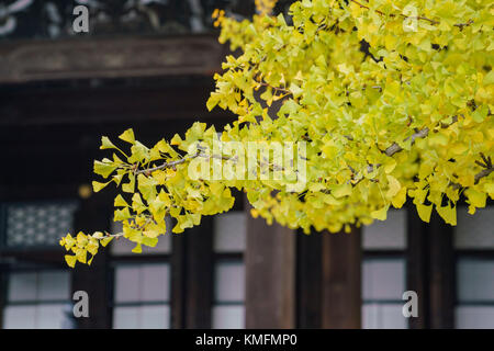 Bellissimo albero di ginkgo trasformando in giallo su autunno, a nishi hongan-ji, Kyoto, Giappone Foto Stock