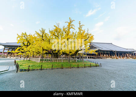 Bellissimo albero di ginkgo trasformando in giallo su autunno, a nishi hongan-ji, Kyoto, Giappone Foto Stock