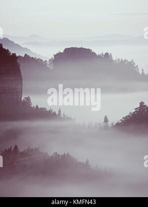 Spelato nebbia colorati. Foresta estate dopo forti notte piovosa. treetops è aumentato da una fitta nebbia e lo strippaggio di inversione. Foto Stock