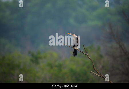 Appollaiato oriental darter bird con collo fuori Foto Stock