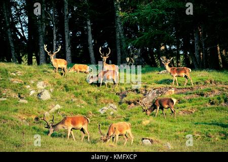 Red Deer Cervus elaphus stags sopra Loch Muick accanto a Lochnagar. Royal Hotel Occidental Balmoral tenuta vicino a Braemar, Grampian Regione, Scozia Foto Stock