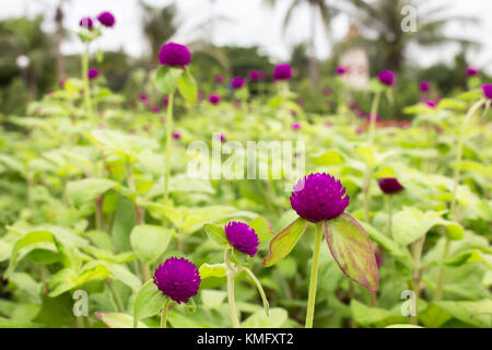 Il Purple fiore nel giardino per lo sfondo. Foto Stock