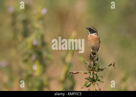 Ritratto di stonechat maschile seduto su un fiore selvatico Foto Stock