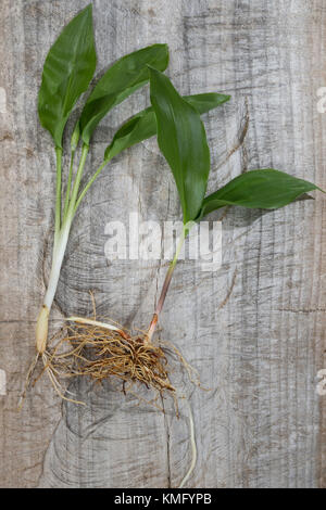 Vergleich Bärlauch (Links) und Maiglöckchen (rechts). Bär-Lauch, Blätter, Blatt, Allium ursinum, Ramsons, aglio di legno, aglio di legno. Gewöhnliches Maigl Foto Stock