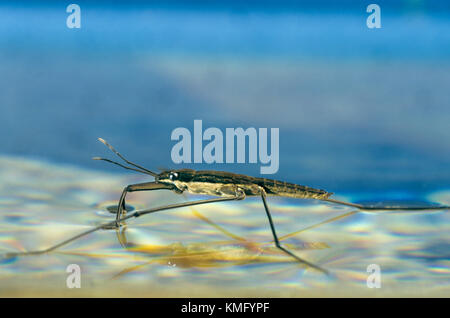 Wasserläufer, Wasserschneider, Schneider, Gerris spec., pattinatore, skipper d'acqua, strider d'acqua comune, Wasserläufer, Gerridae, striatori d'acqua, wate Foto Stock