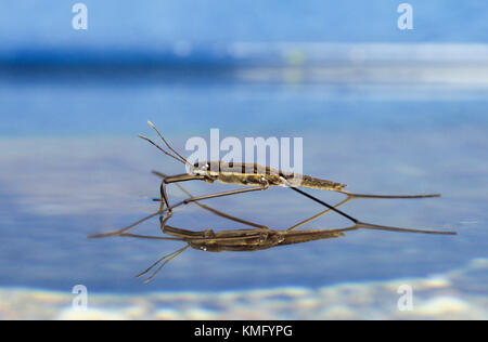 Wasserläufer, Wasserschneider, Schneider, Gerris spec., pattinatore, skipper d'acqua, strider d'acqua comune, Wasserläufer, Gerridae, striatori d'acqua, wate Foto Stock