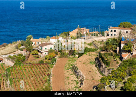 Terrazze di vigneti in Banyalbufar, Maiorca, SPAGNA Foto Stock