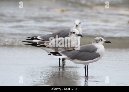 Virginia Beach uccelli Foto Stock