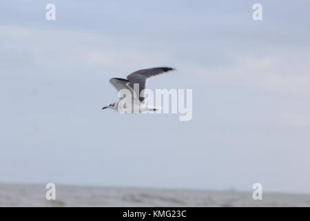 Virginia Beach uccelli Foto Stock