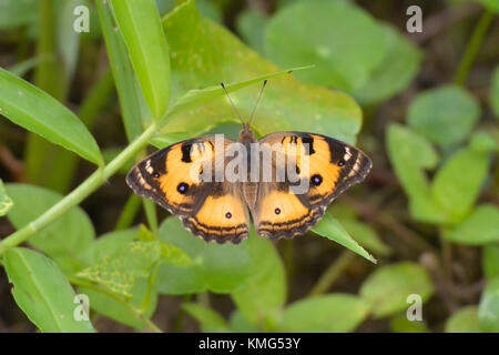 Un giallo pansy butterfly; foto scattata a Khao Sok national park, Thailandia. Foto Stock