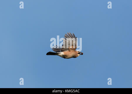 Flying eurasiatica naturale jay (Garrulus glandarius) con acorn, cielo blu, diffondere le ali Foto Stock