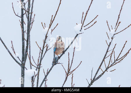 Uno naturale eurasian jay bird (Garrulus glandarius) seduto sul ramo innevati in inverno Foto Stock