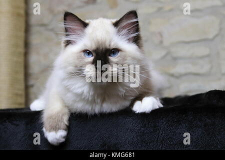 Gattini ragdoll, gatti Foto Stock