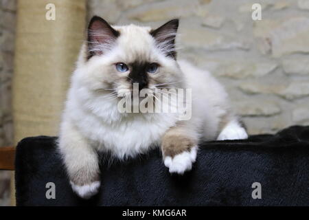 Gattini ragdoll, gatti Foto Stock