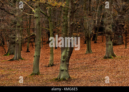 La Foresta di Epping,alta di faggio o di alta Beach,all'interno della Foresta di Epping e si trova a circa undici miglia a nord est del centro di Londra. Dicembre 2017 Alta Foto Stock