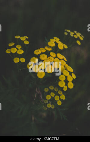 Fiore giallo ombrella in una morbida luce mattutina. Foto Stock