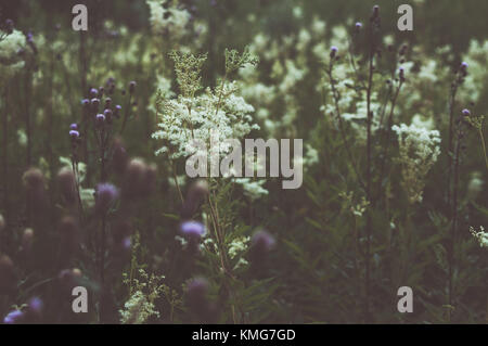 Fiori di prato. Bella dropwort closeup. Foto Stock