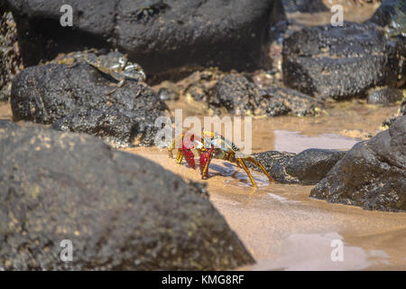 Colorato Granchio rosso (Goniopsis cruentata) a Praia do Sancho Spiaggia - Fernando de Noronha, Pernambuco, Brasile Foto Stock