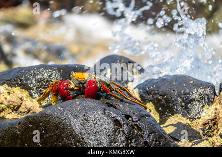 Colorato Granchio rosso (Goniopsis cruentata) a Praia do Sancho Spiaggia - Fernando de Noronha, Pernambuco, Brasile Foto Stock