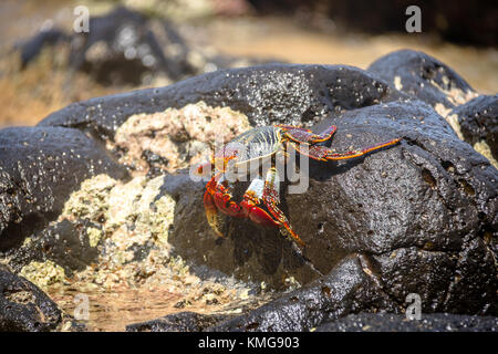 Colorato Granchio rosso (Goniopsis cruentata) a Praia do Sancho Spiaggia - Fernando de Noronha, Pernambuco, Brasile Foto Stock