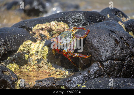 Colorato Granchio rosso (Goniopsis cruentata) a Praia do Sancho Spiaggia - Fernando de Noronha, Pernambuco, Brasile Foto Stock