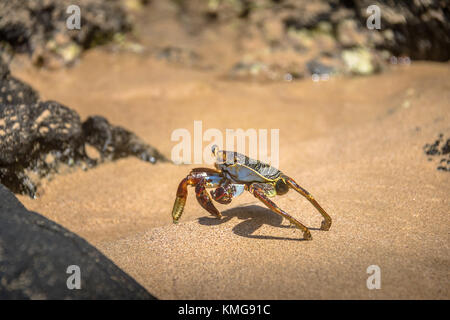 Colorato Granchio rosso (Goniopsis cruentata) a Praia do Sancho Spiaggia - Fernando de Noronha, Pernambuco, Brasile Foto Stock