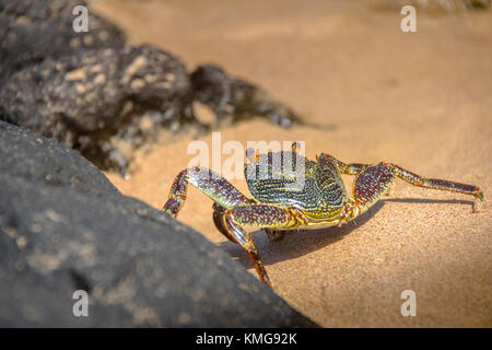 Colorato Granchio rosso (Goniopsis cruentata) a Praia do Sancho Spiaggia - Fernando de Noronha, Pernambuco, Brasile Foto Stock