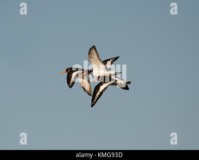 Tre beccacce di mare, Haematopus ostralegus in volo sopra la baia di Morecambe, Lancashire, Regno Unito Foto Stock