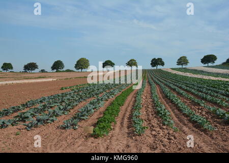 File di raccolti e gli alberi sulla skyline distanti Foto Stock