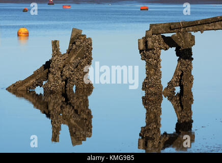 Cozza incrostati di resti di vecchio molo al Knott fine sul mare, Lancashire, Regno Unito Foto Stock