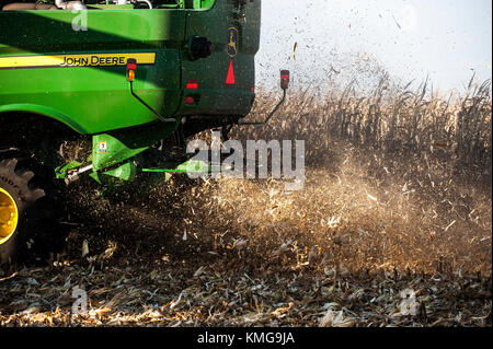Combinare il raccolto di mais di rifiuti residui fuoriesca dal retro della macchina su una fattoria a gestione familiare vicino al Grand prato, MINNESOTA Foto Stock
