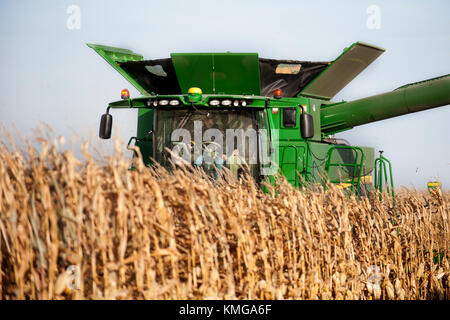 Combinare la raccolta di mais in una fattoria a gestione familiare vicino al Grand prato, MINNESOTA Foto Stock