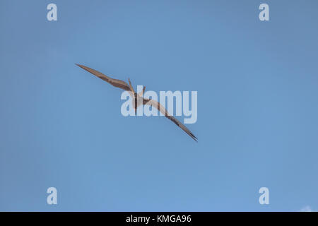 Magnifica Frigatebird (Fregata magnificens) battenti - Fernando de Noronha, Pernambuco, Brasile Foto Stock