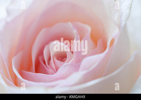 Close-up delicato color rosa pallido bocciolo di rosa. Foto Stock