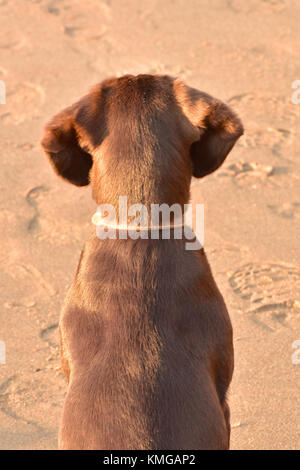 Un labradinger o springador cucciolo di cane visualizzati o visto dalla parte posteriore che indossa un collare e in piedi su una spiaggia di sabbia con impronte nella sabbia. Foto Stock