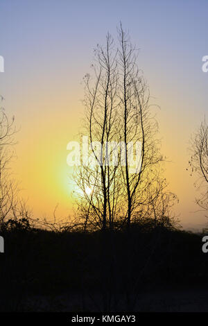 Le albe in Arabia Saudita con Orange Sky e silhouette di alberi Foto Stock