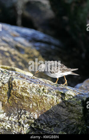 Purple sandpiper Calidris maritima sulla spiaggia rocciosa Portland Bill Dorset Inghilterra Foto Stock