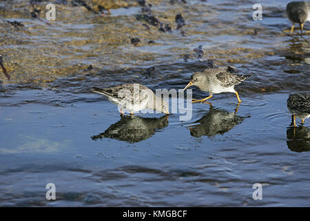 Purple sandpiper Calidris maritima sulla spiaggia rocciosa Portland Bill Dorset Inghilterra Foto Stock