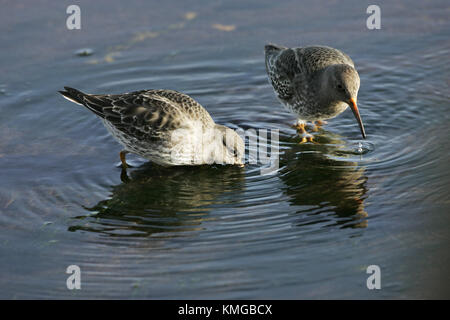 Purple sandpiper Calidris maritima sulla spiaggia rocciosa Portland Bill Dorset Inghilterra Foto Stock