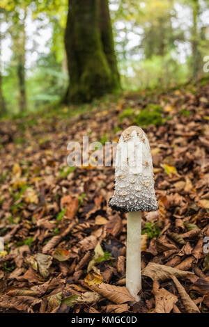 Shaggy Inkcap funghi Coprinus comatus) cresce nei boschi. Galtee boschi, Limerick, Irlanda. Foto Stock