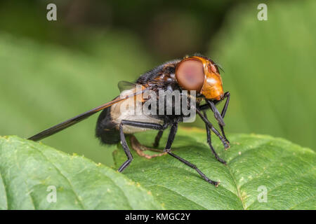 Grandi Pied-Hoverfly (Volucella pellucens) a riposo su un Rovo foglie nel bosco. Cahir, Tipperary, Irlanda. Foto Stock