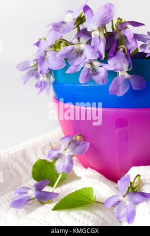 Cane comune viola - viola riviniana - fiore di primavera in un vaso decorativo - aromatico home decor - aromaterapia Foto Stock