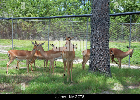 LOXAHATCHEE, FL - 17 AGOSTO: Animali al Lion Country Safari il 17 agosto 2015 a Loxahatchee, Florida. Persone: Animali trasmissione Ref: FLXX Hoo-Me.com / MediaPunch Foto Stock