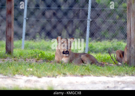 LOXAHATCHEE, FL - 17 AGOSTO: Lion al Lion Country Safari il 17 agosto 2015 a Loxahatchee, Florida. Persone: Lion Transmission Ref: FLXX Hoo-Me.com / MediaPunch Foto Stock