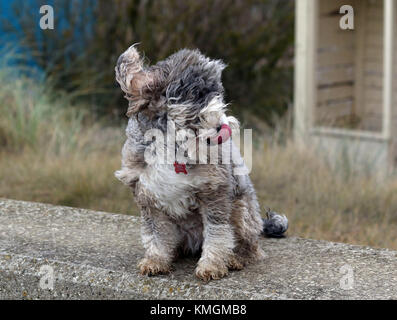 Norfolk, Regno Unito . 07Th dec, 2017. cookie il cockapoo cane ottiene la sua pelliccia indietro soffiata durante il tempo ventoso a heacham, vicino a Hunstanton, west norfolk, il 7 dicembre 2017. Credito: Paolo marriott/alamy live news Foto Stock