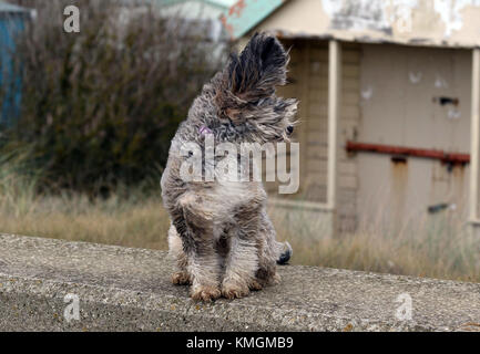 Norfolk, Regno Unito . 07Th dec, 2017. cookie il cockapoo cane ottiene la sua pelliccia indietro soffiata durante il tempo ventoso a heacham, vicino a Hunstanton, west norfolk, il 7 dicembre 2017. Credito: Paolo marriott/alamy live news Foto Stock