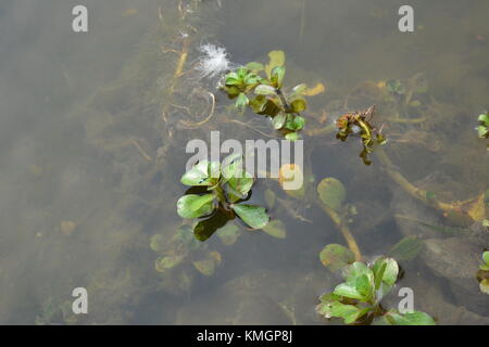 . La flora e la fauna, Laldighi Dalhousie. Laldighi situato a BBD Bagh è un enorme stagno nel cuore di Kolkata e devono viaggiare. Credito: cuty/Alamy Live News Foto Stock