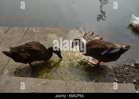 . La flora e la fauna, Laldighi Dalhousie. Laldighi situato a BBD Bagh è un enorme stagno nel cuore di Kolkata e devono viaggiare. Credito: cuty/Alamy Live News Foto Stock