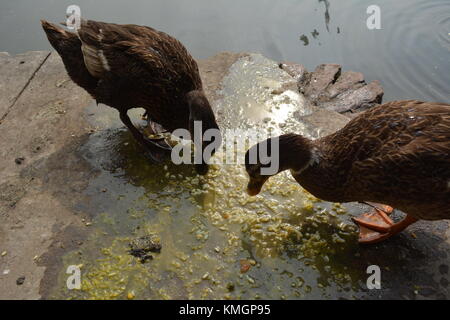 . La flora e la fauna, Laldighi Dalhousie. Laldighi situato a BBD Bagh è un enorme stagno nel cuore di Kolkata e devono viaggiare. Credito: cuty/Alamy Live News Foto Stock