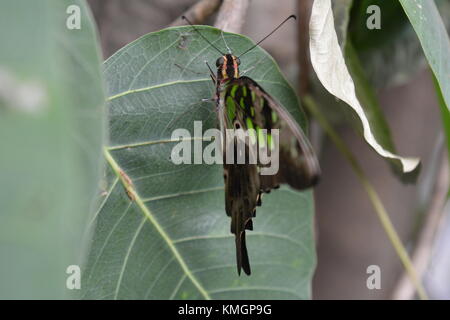 . La flora e la fauna, Laldighi Dalhousie. Laldighi situato a BBD Bagh è un enorme stagno nel cuore di Kolkata e devono viaggiare. Credito: cuty/Alamy Live News Foto Stock